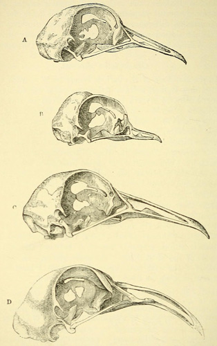 Illustration: 