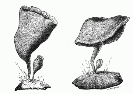 BEAKER SPONGES.