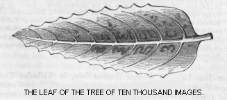 Leaf of the Tree of Ten Thousand Images