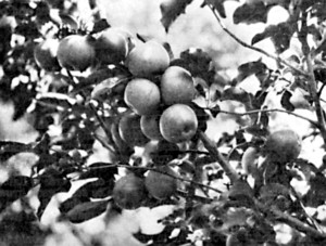 Winesap apples top-worked on Peerless, grown at Northfield, Minn.