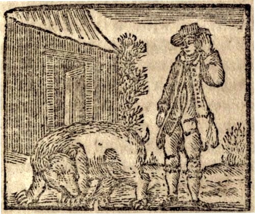 A man and a pig