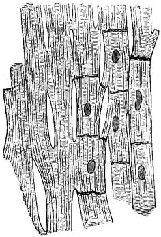Fig. 1 Fig. 1