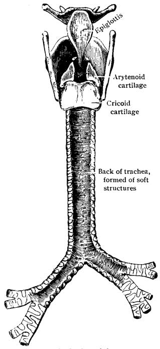 Fig. 9 back Fig. 9 back