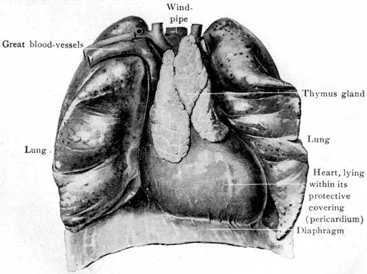 Fig. 11 Fig. 11