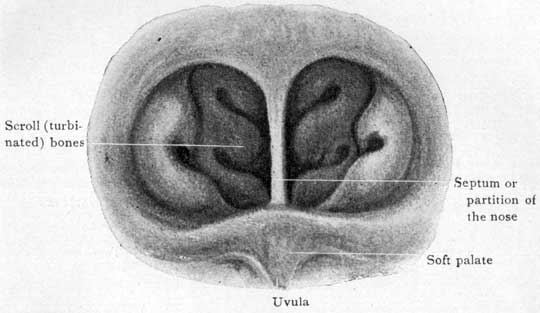 Fig. 48 Fig. 48