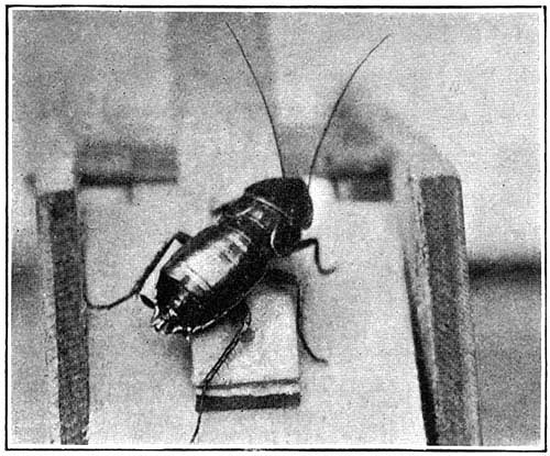 Only a cockroach