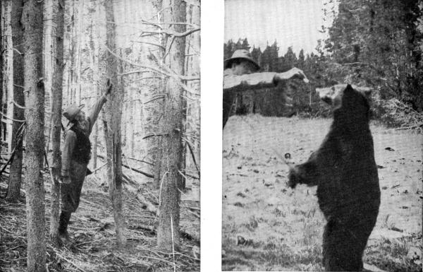 XLVI. (a) Tom Newcomb pointing out the bear's mark. Photo by E. T. Seton  (b) E. T. Seton feeding a Bear. Photo by C. B. Harmon