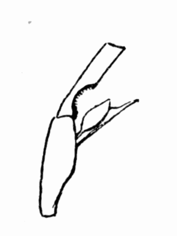 Fig 11. Antenna cleaner of bee