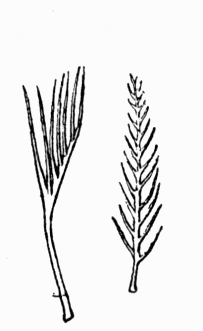Fig 13. Hairs of bees Fig 13. Hairs of bees