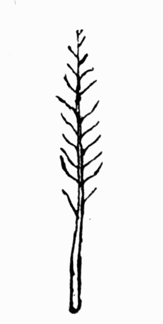 Fig 15. Hair of bee Fig 15. Hair of bee