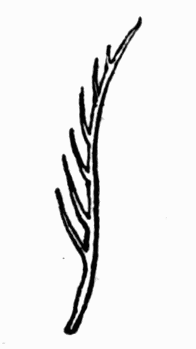 Fig 16. Hair of bee Fig 16. Hair of bee