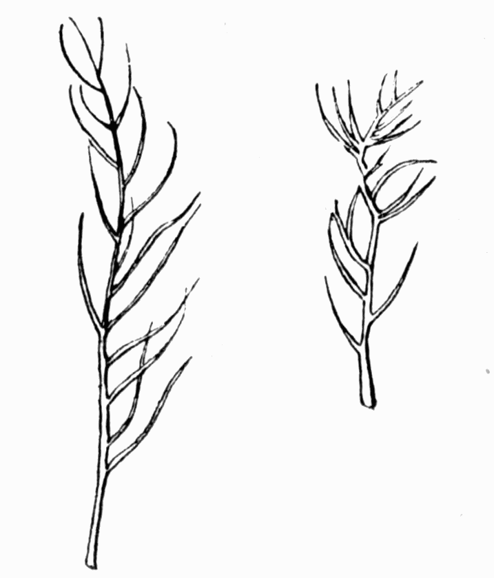 Fig 18. Hairs of bees Fig 18. Hairs of bees