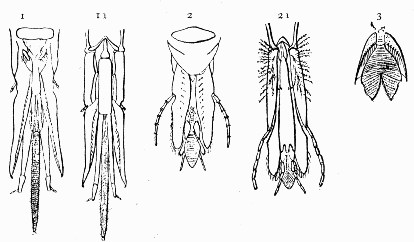 Fig 19. Tongues of bees Fig 19. Tongues of bees