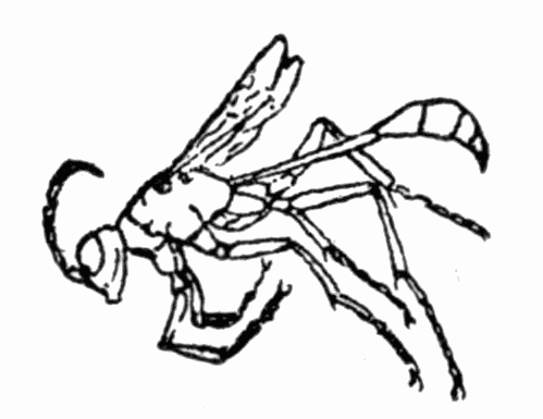 Fig 2. Ammophila