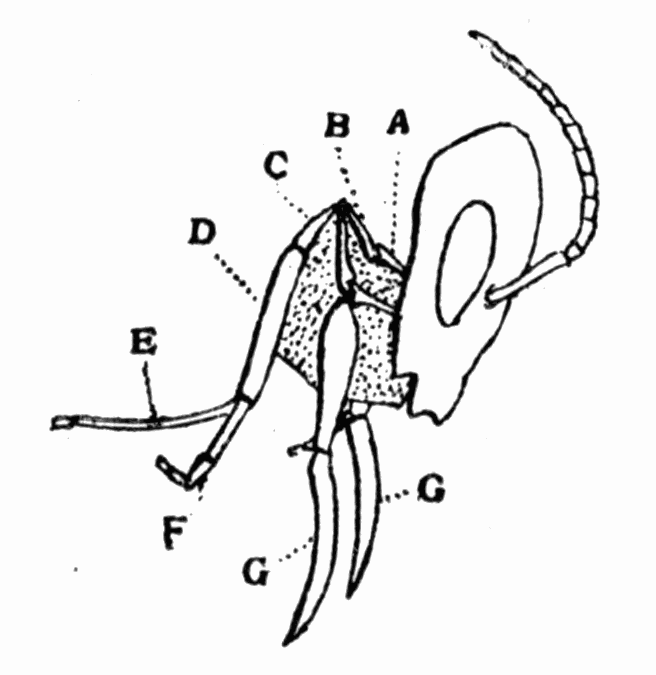 Fig 20. Tongue of bee Fig 20. Tongue of bee