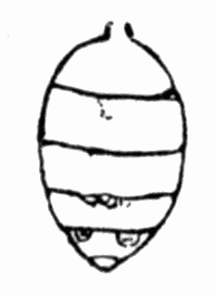 Fig 21. Stylops Fig 21. Stylops