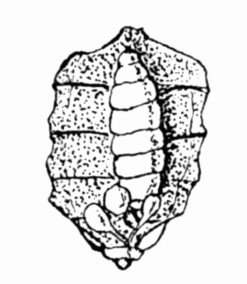 Fig 22. Stylops