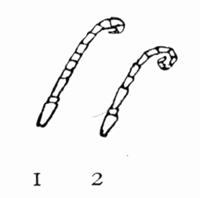 Fig 23. Antennae of wasps