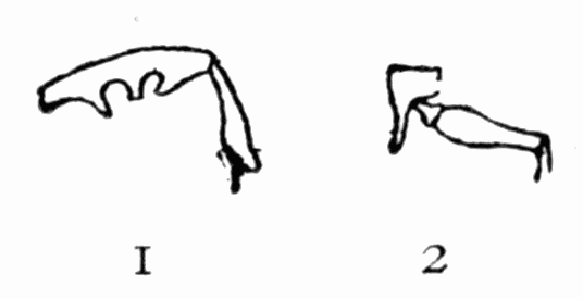 Fig 24. Legs of wasps