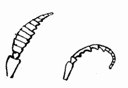 Fig 26. Antennae of Crabro cribrarius Fig 26. Antennae of Crabro cribrarius