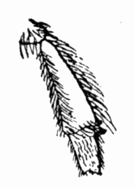 Fig 9. Corbicula of humble bee