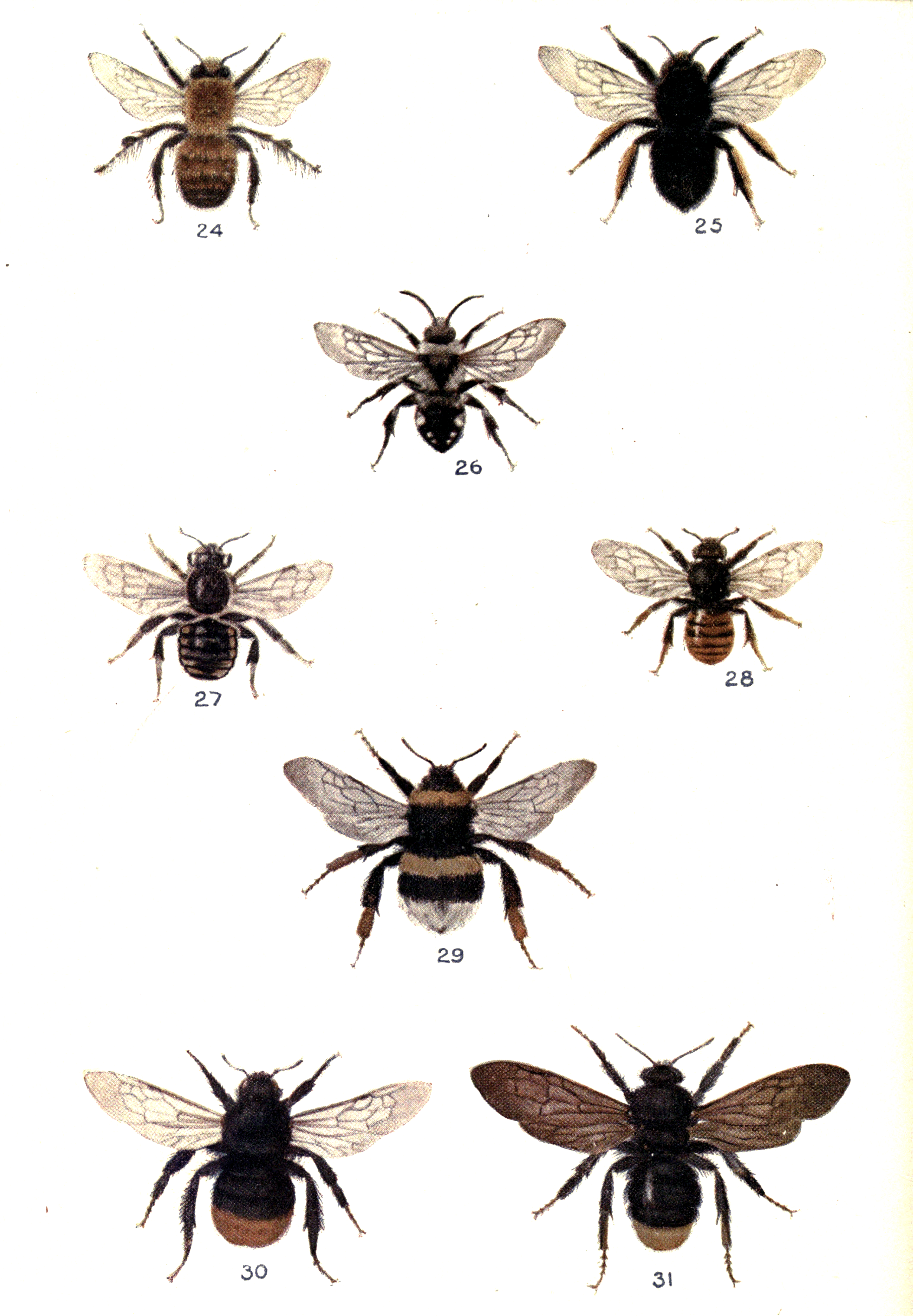 Plate D