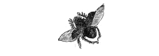 FLYING BEETLE