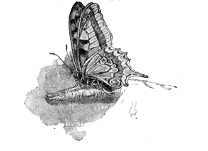 BUTTERFLY
