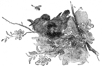YOUNG BIRDS