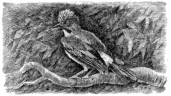 ANOTHER JAY