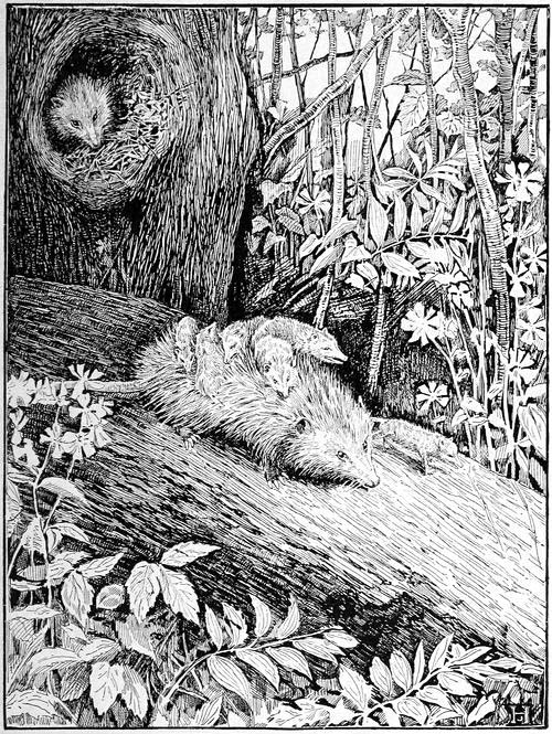The Opossum