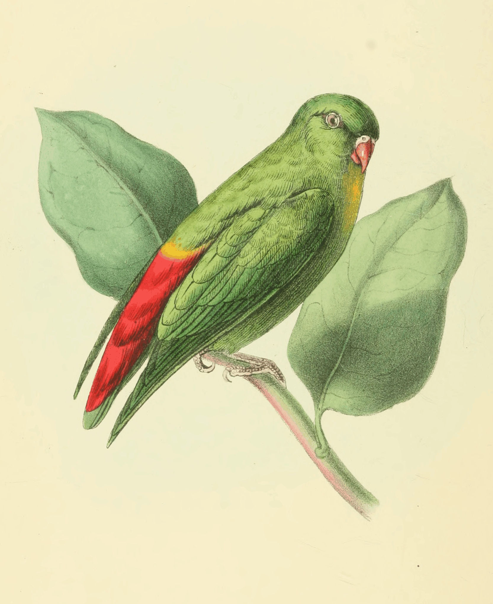 Plate 1.