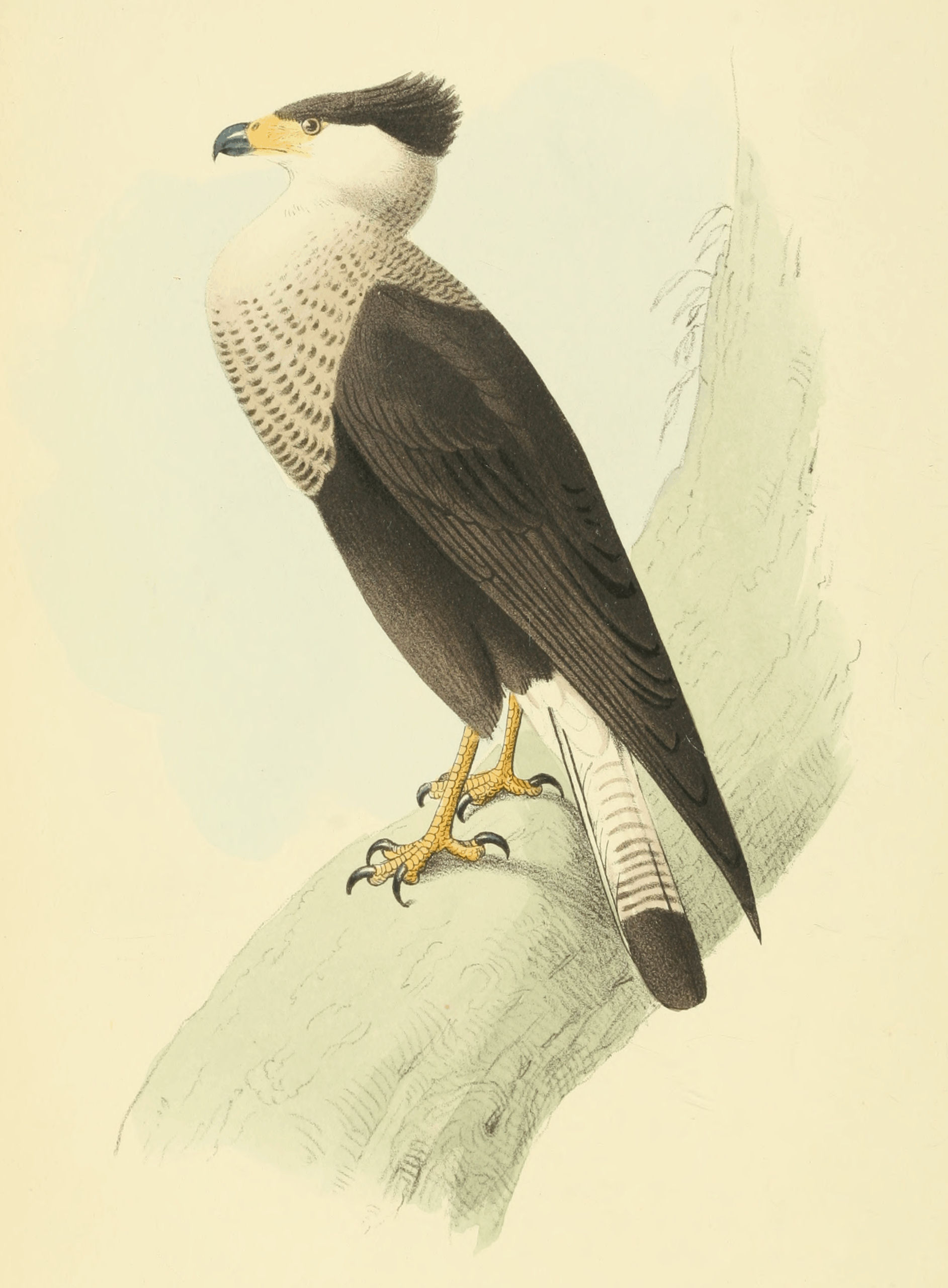 Plate 2.