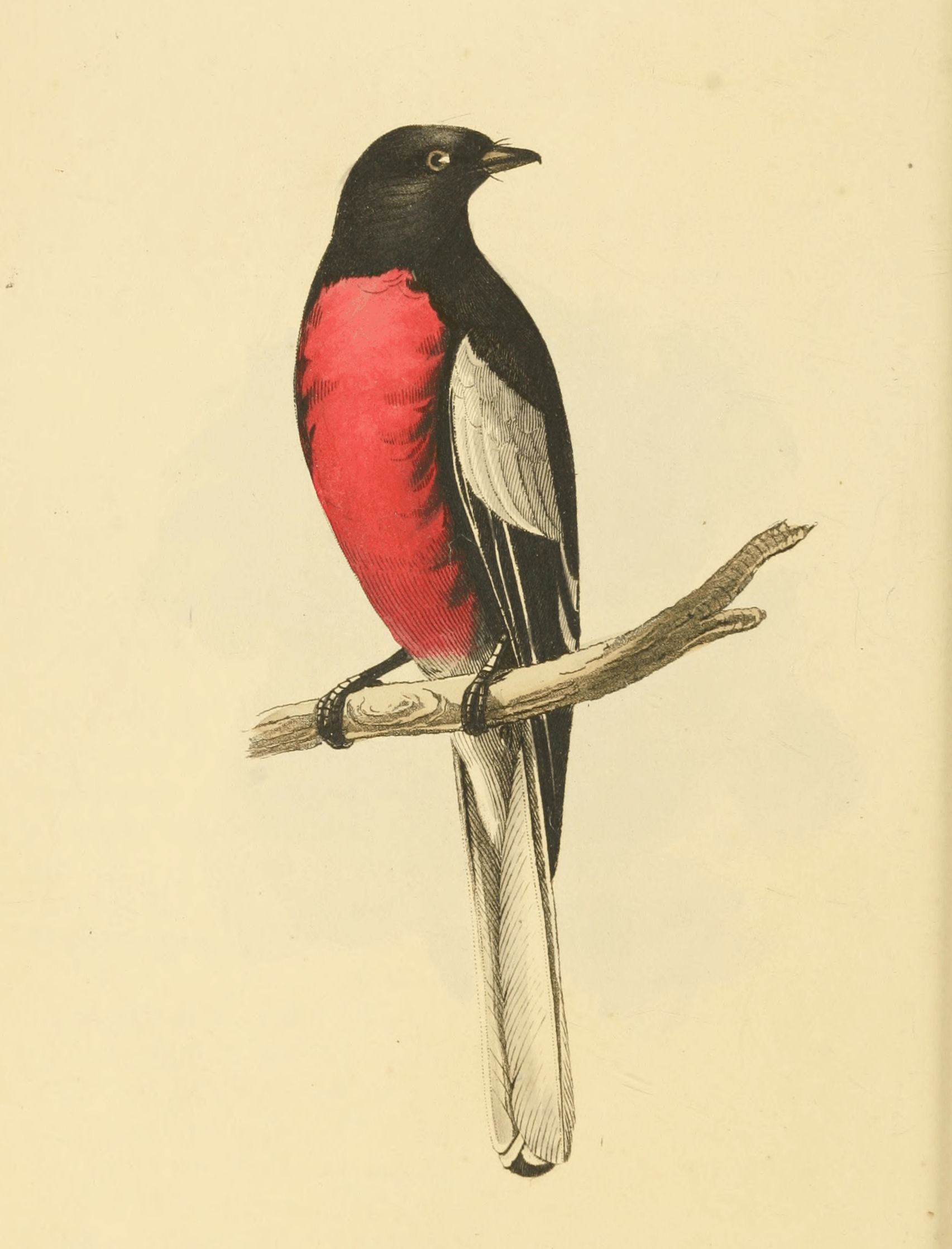 Plate 3.