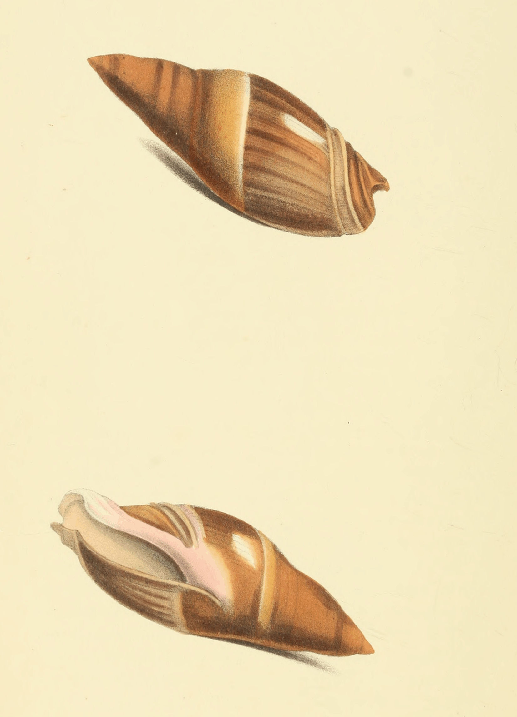 Plate 4.
