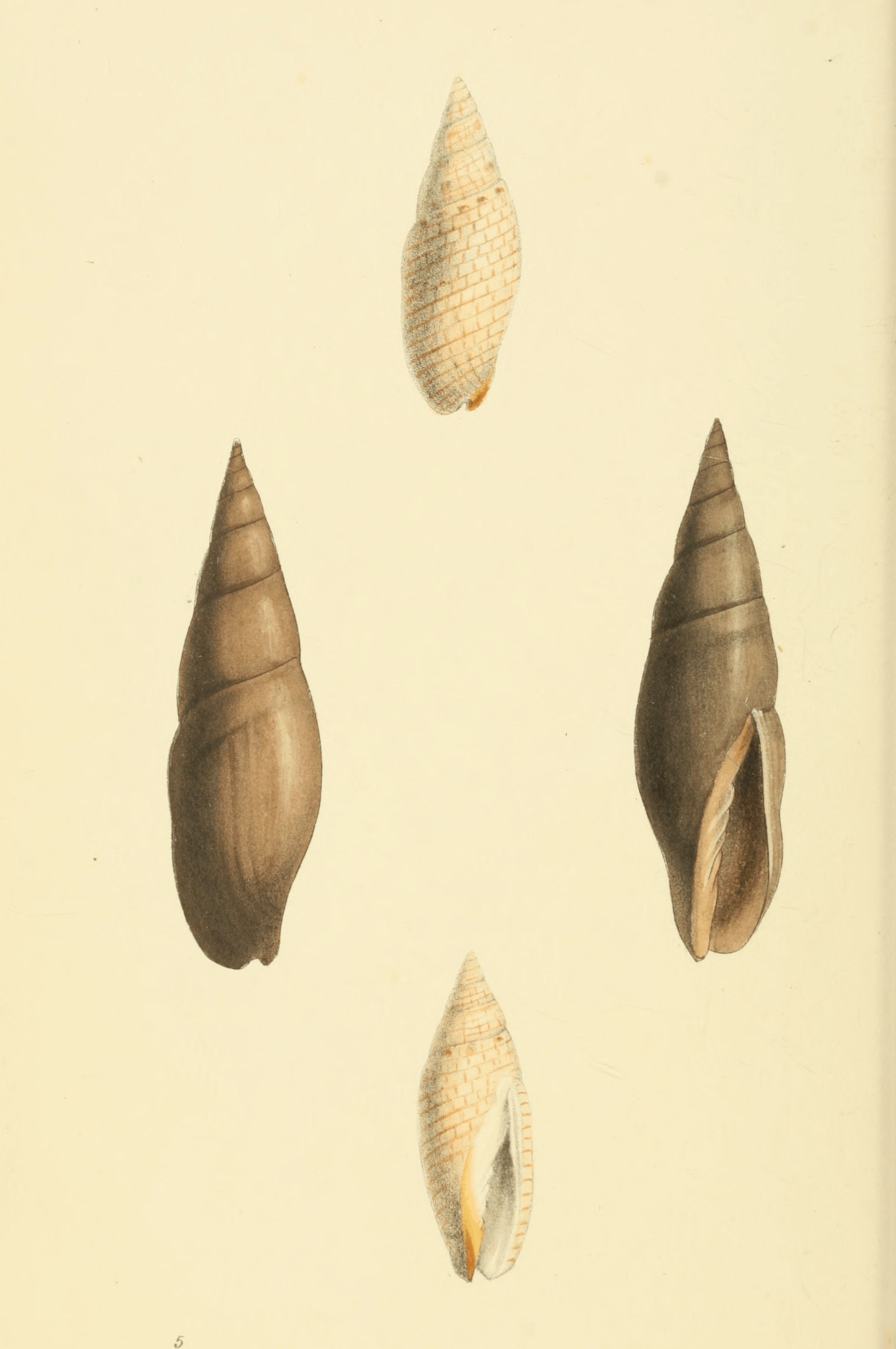 Plate 5.