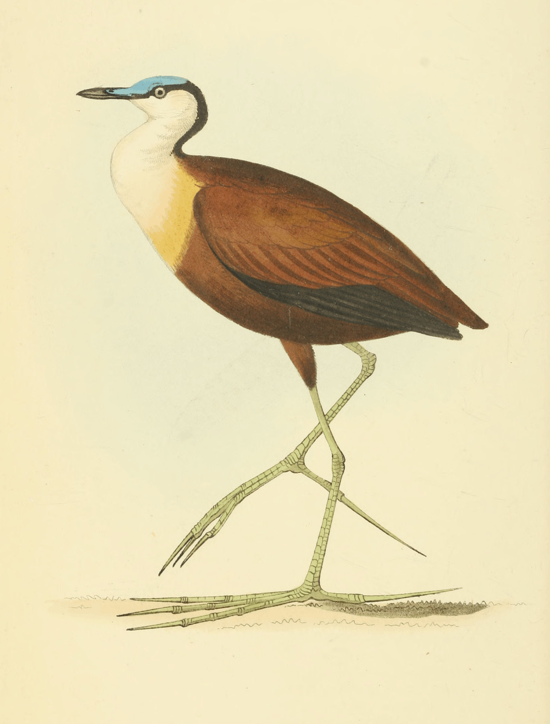 Plate 6.