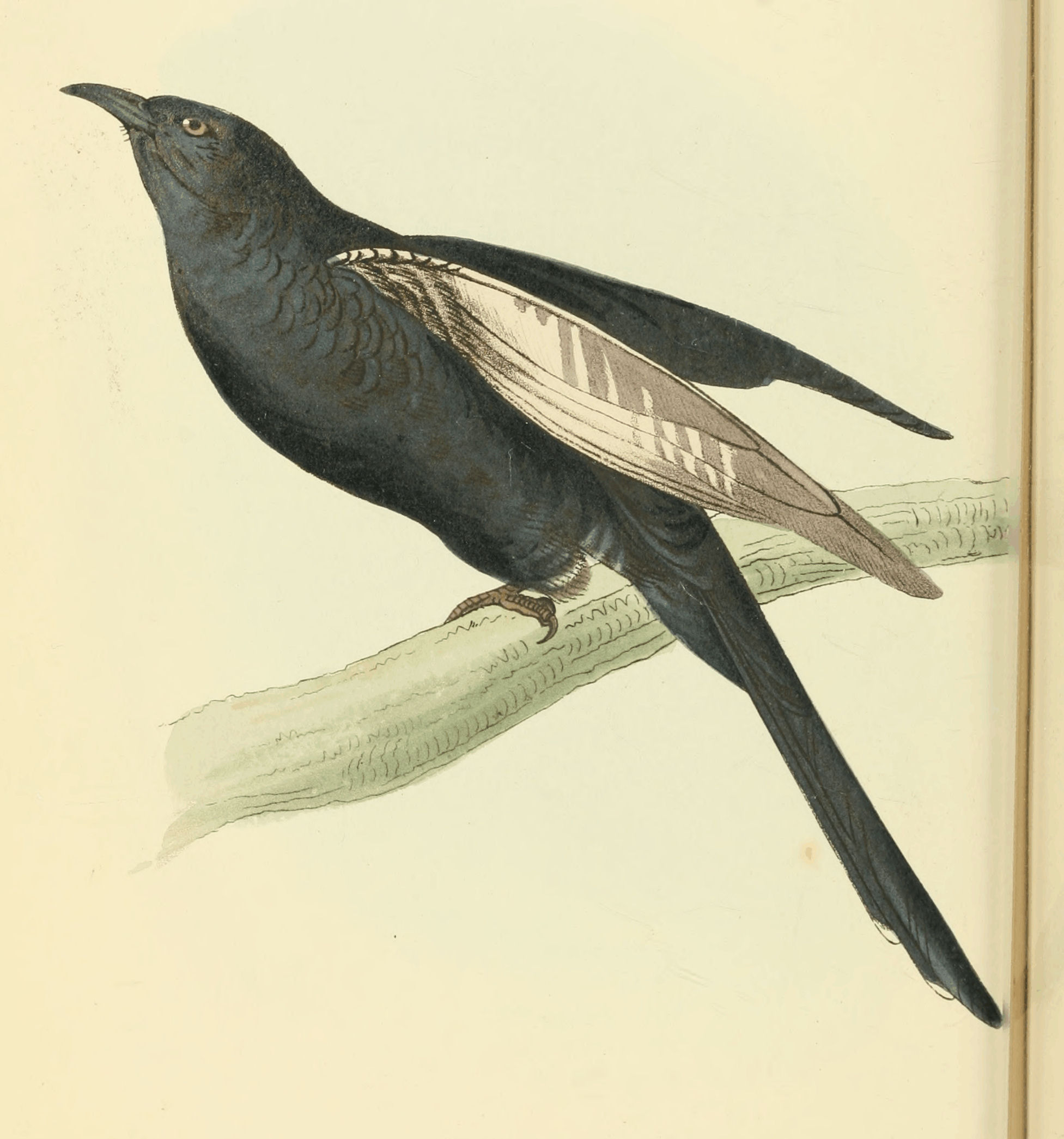Plate 7.