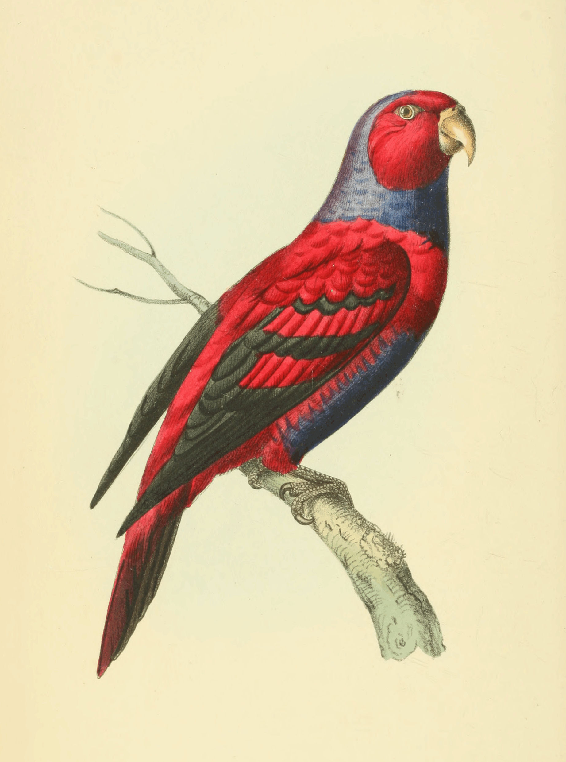 Plate 8.