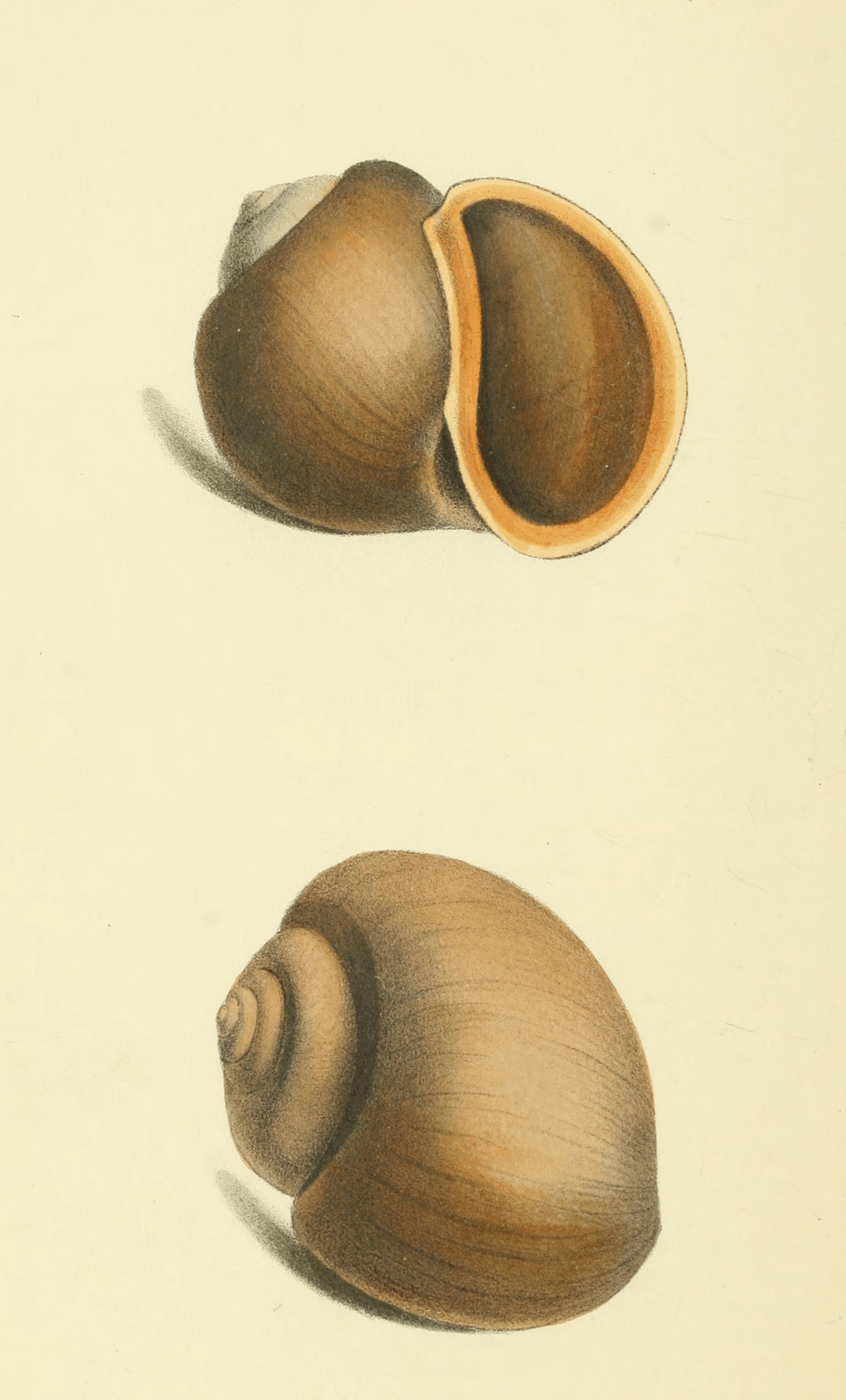 Plate 9.
