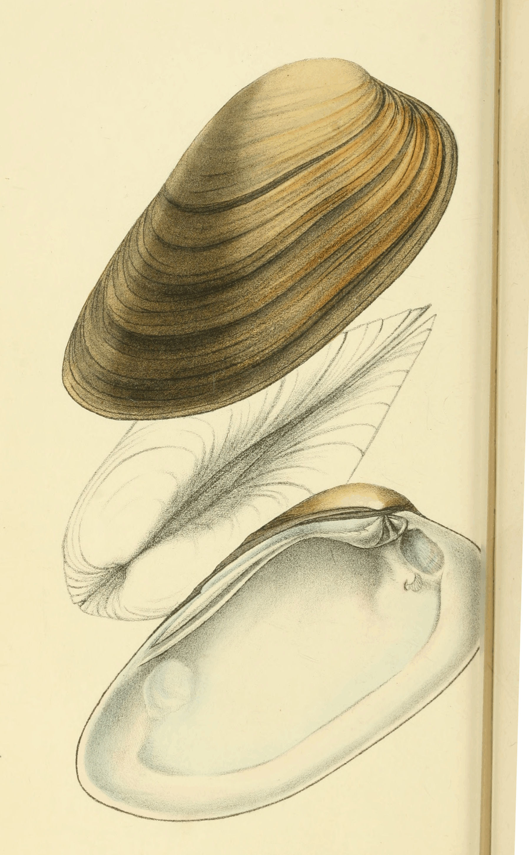 Plate 10.