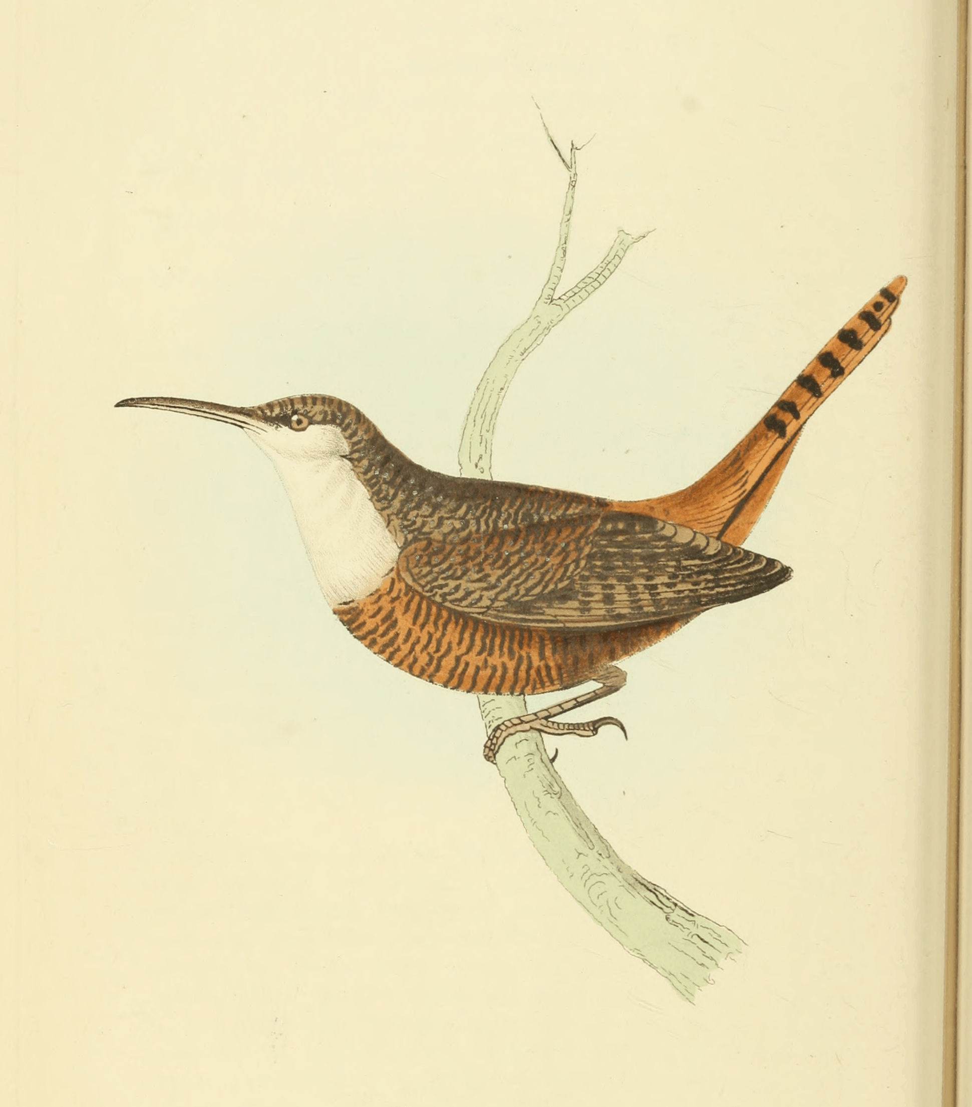 Plate 11.