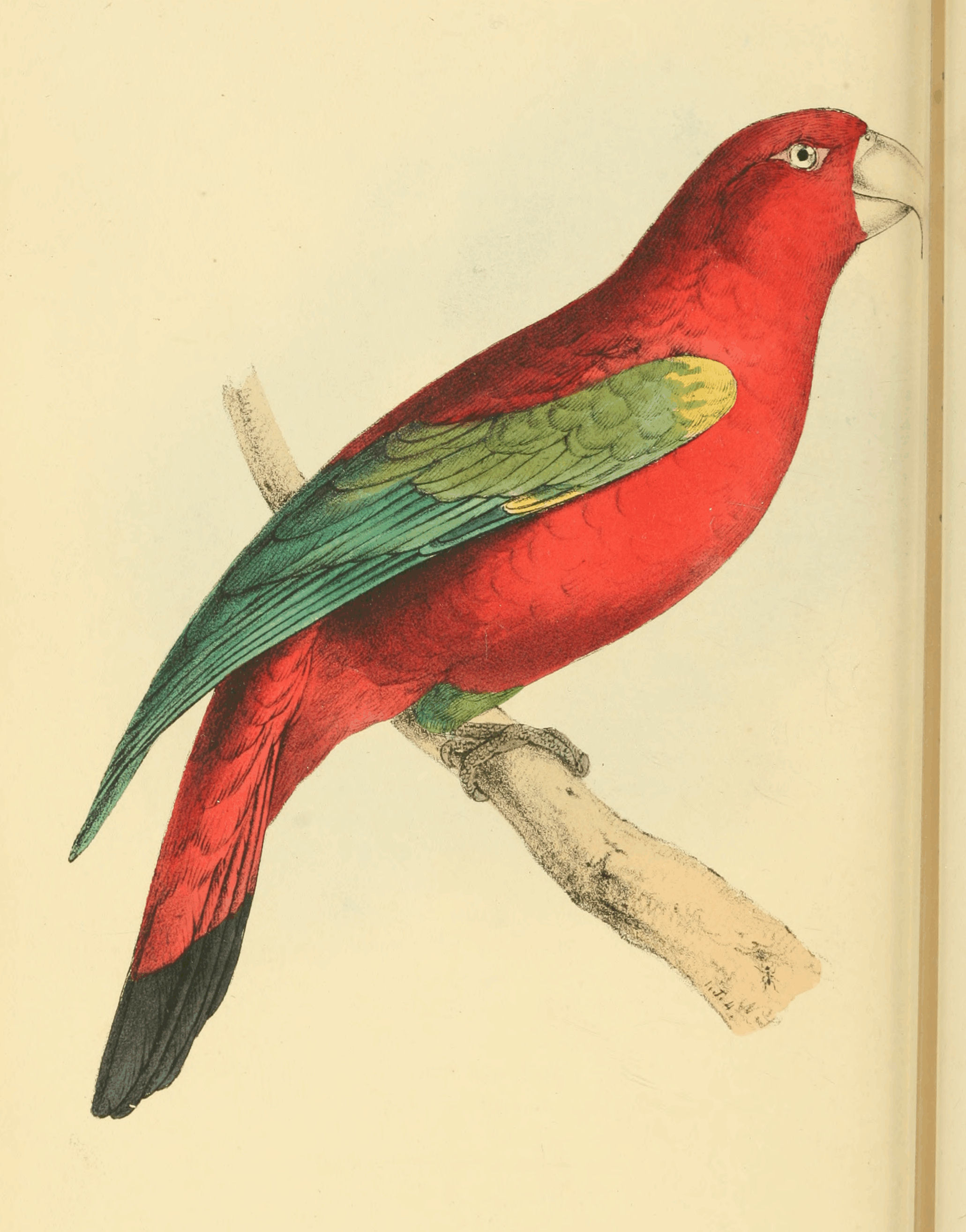 Plate 12.