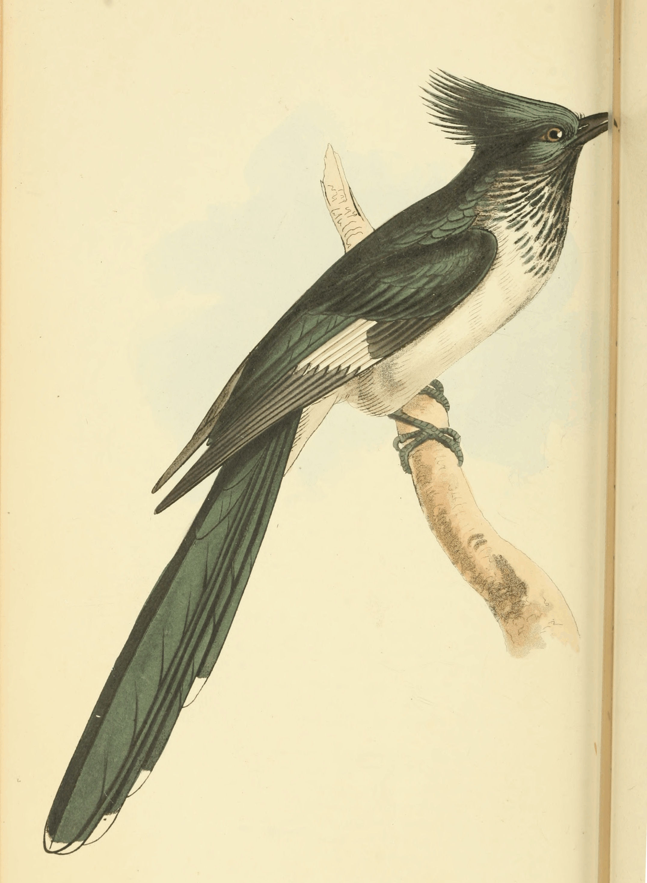 Plate 13.