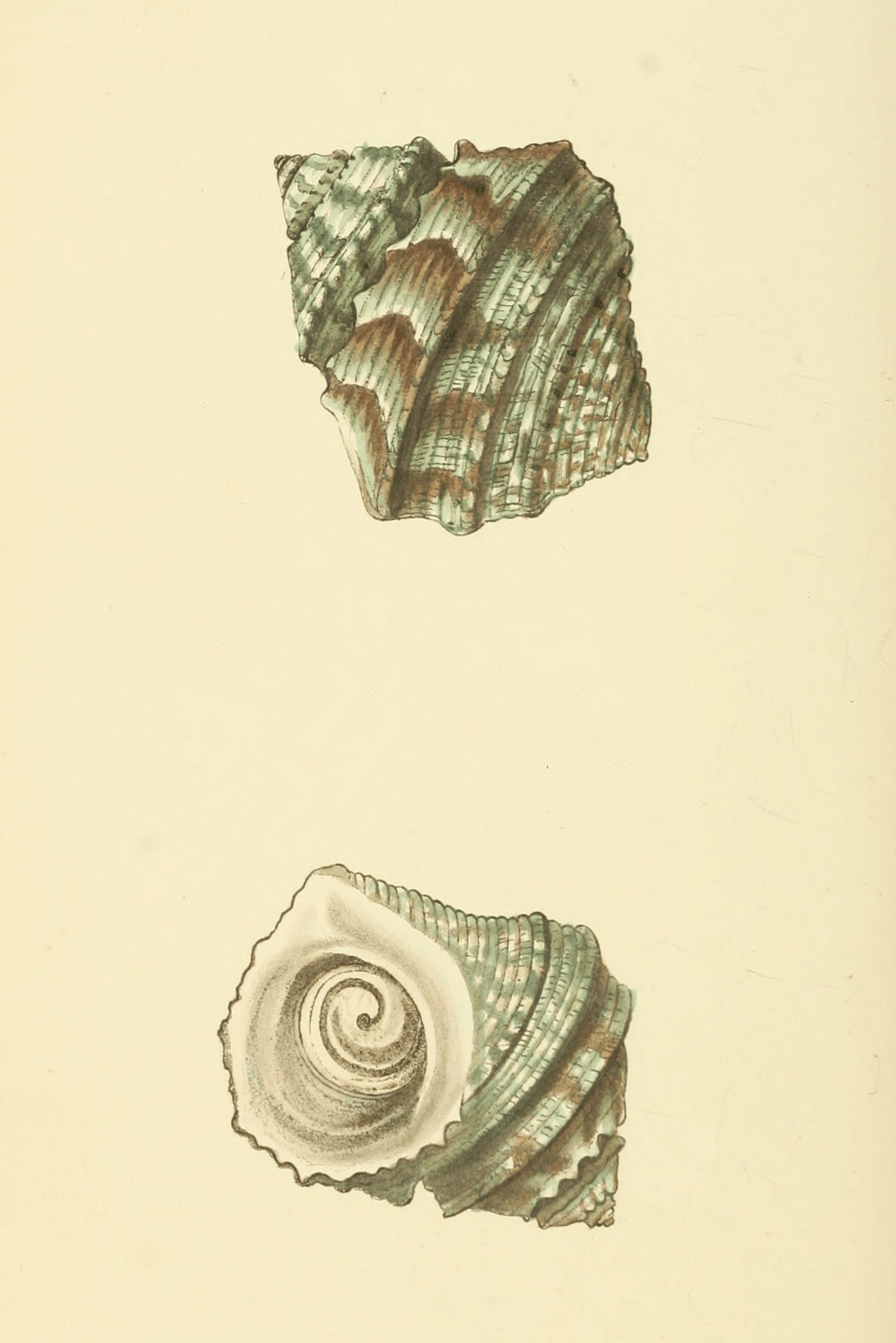Plate 14.