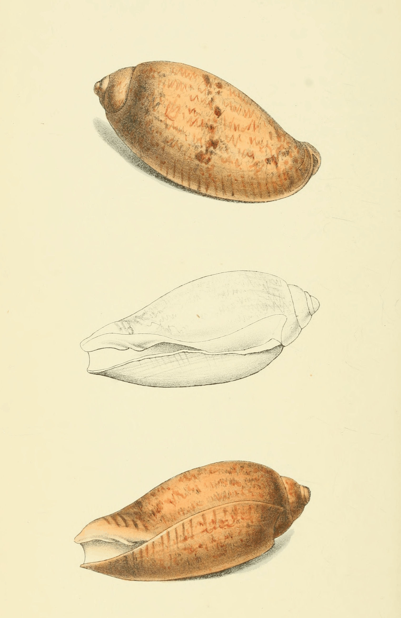 Plate 15.