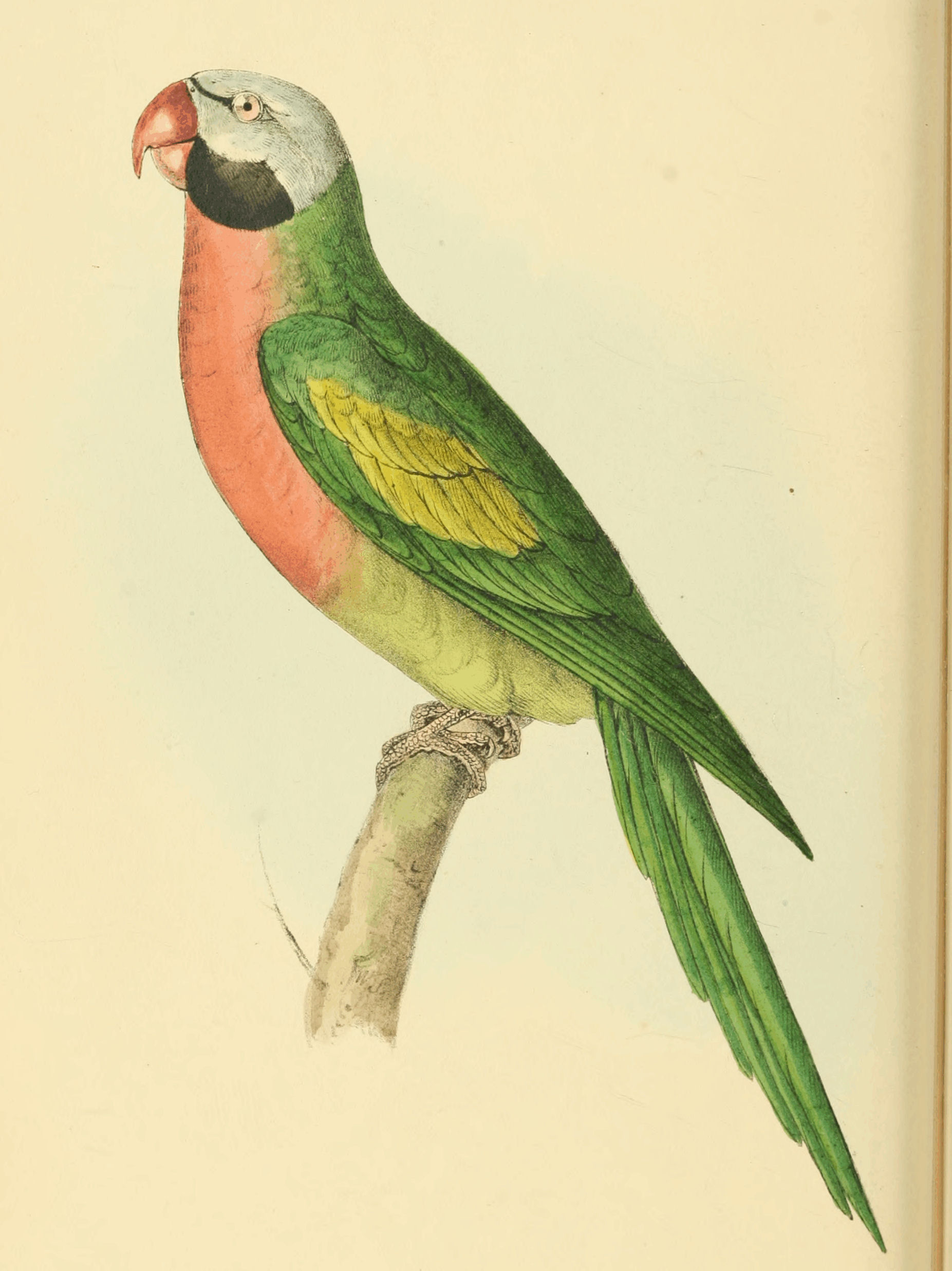Plate 16.
