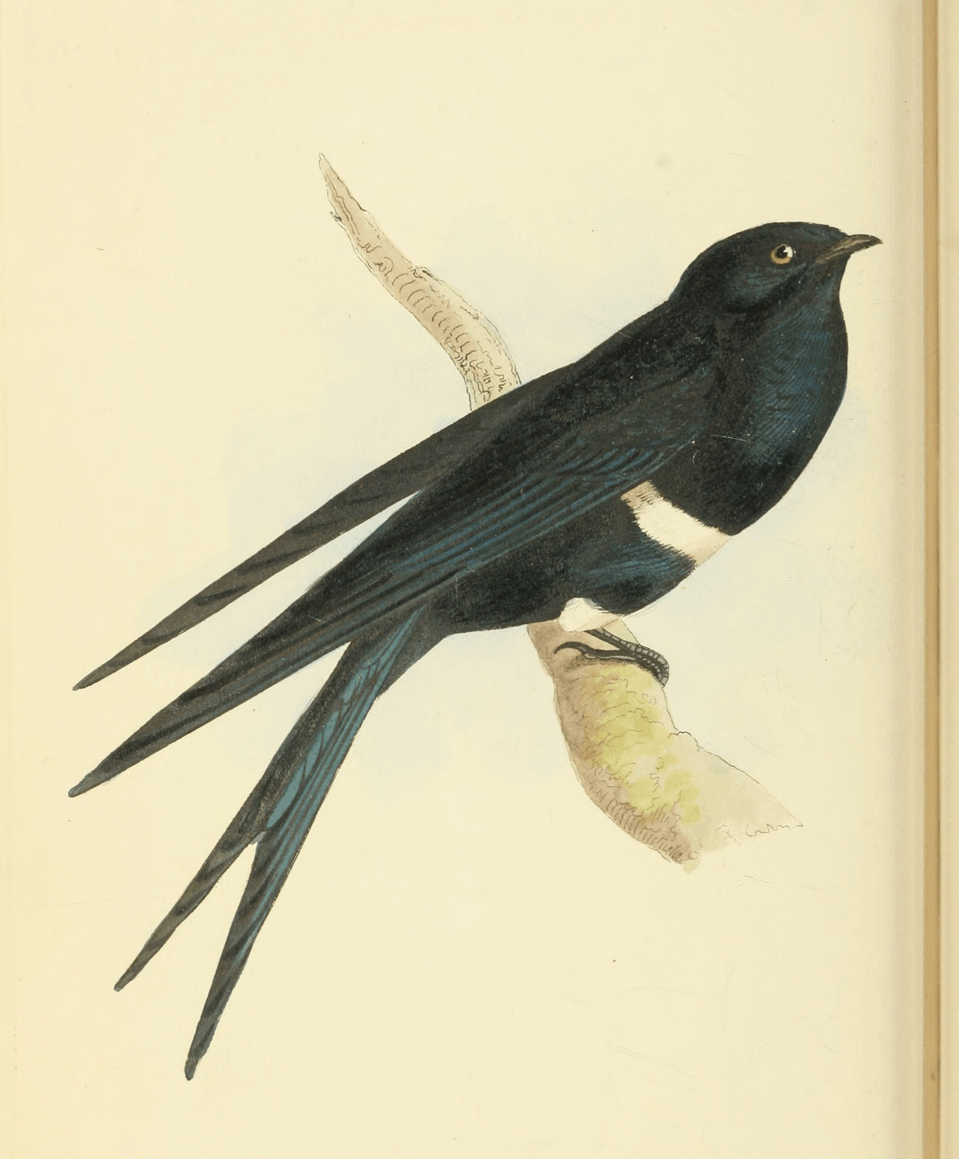 Plate 17.