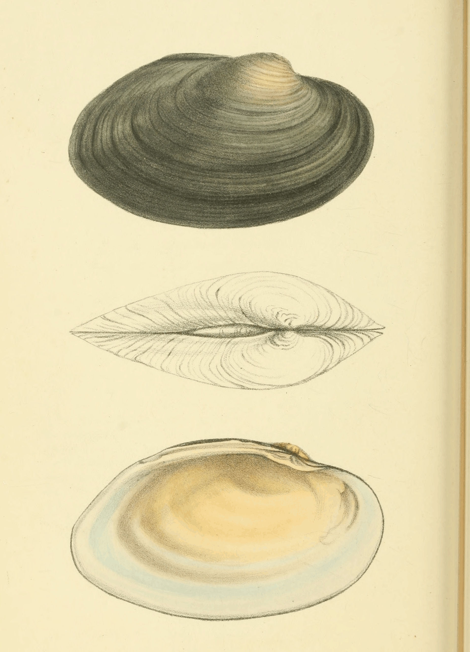 Plate 18.