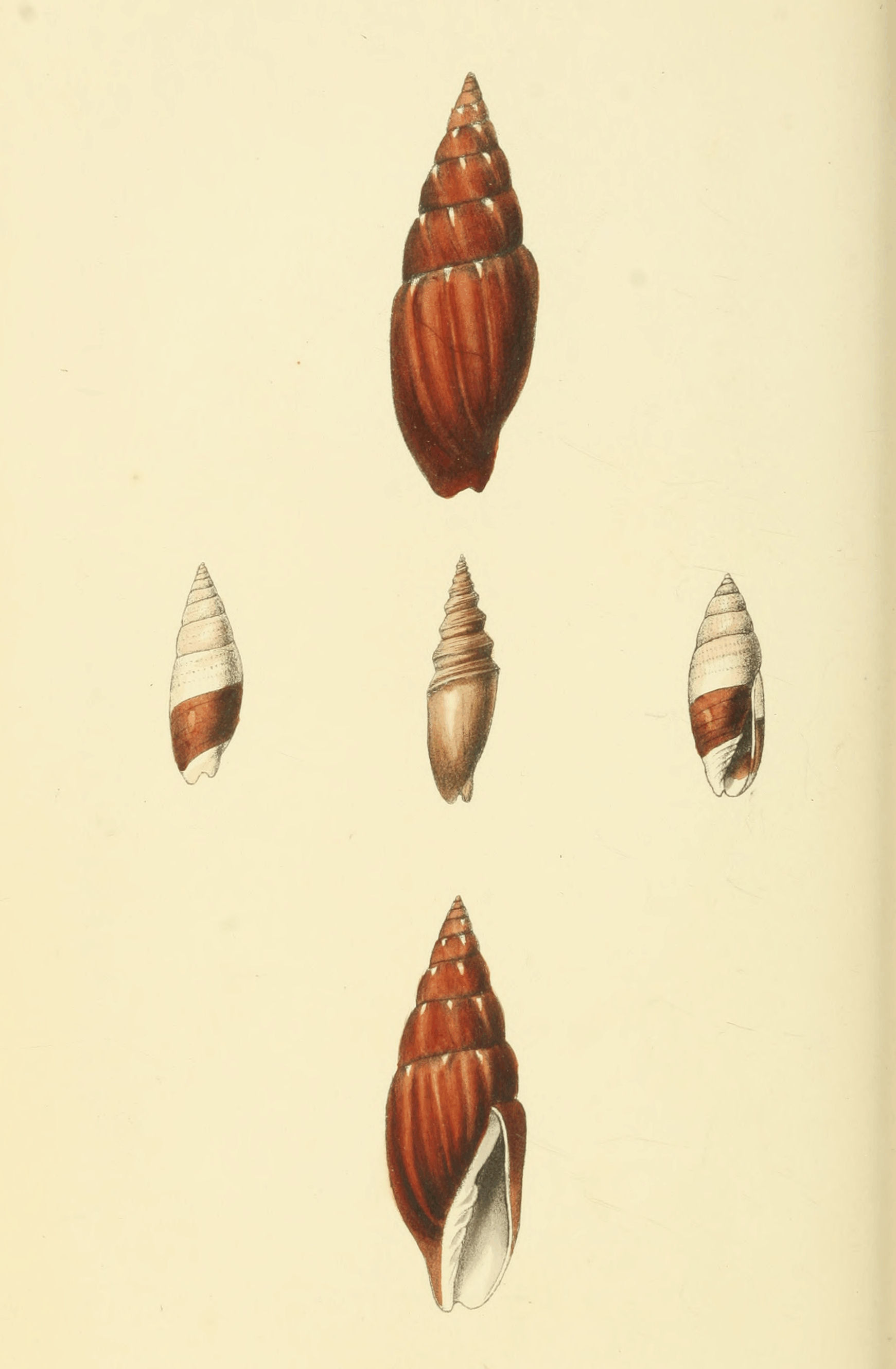 Plate 19.